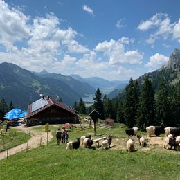 Walliser Schwarzhalsziegen vor der Schneetalalm