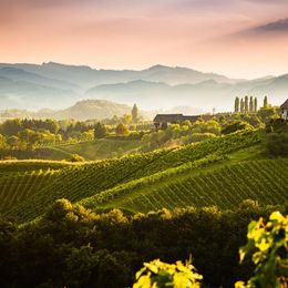 © Shutterstock Viele Tipps beziehen sich auf die Südsteiermark