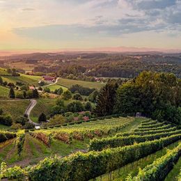 Weingärten bei Kothvogel, Weststeiermark