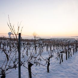 Weingarten von Franz Türk bei der Eisweinlese
