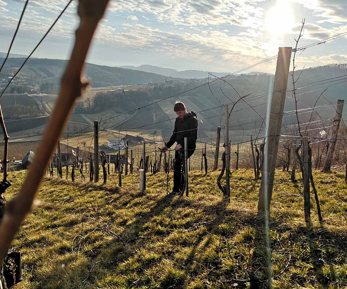 Weingut & Buschenschank Hütter