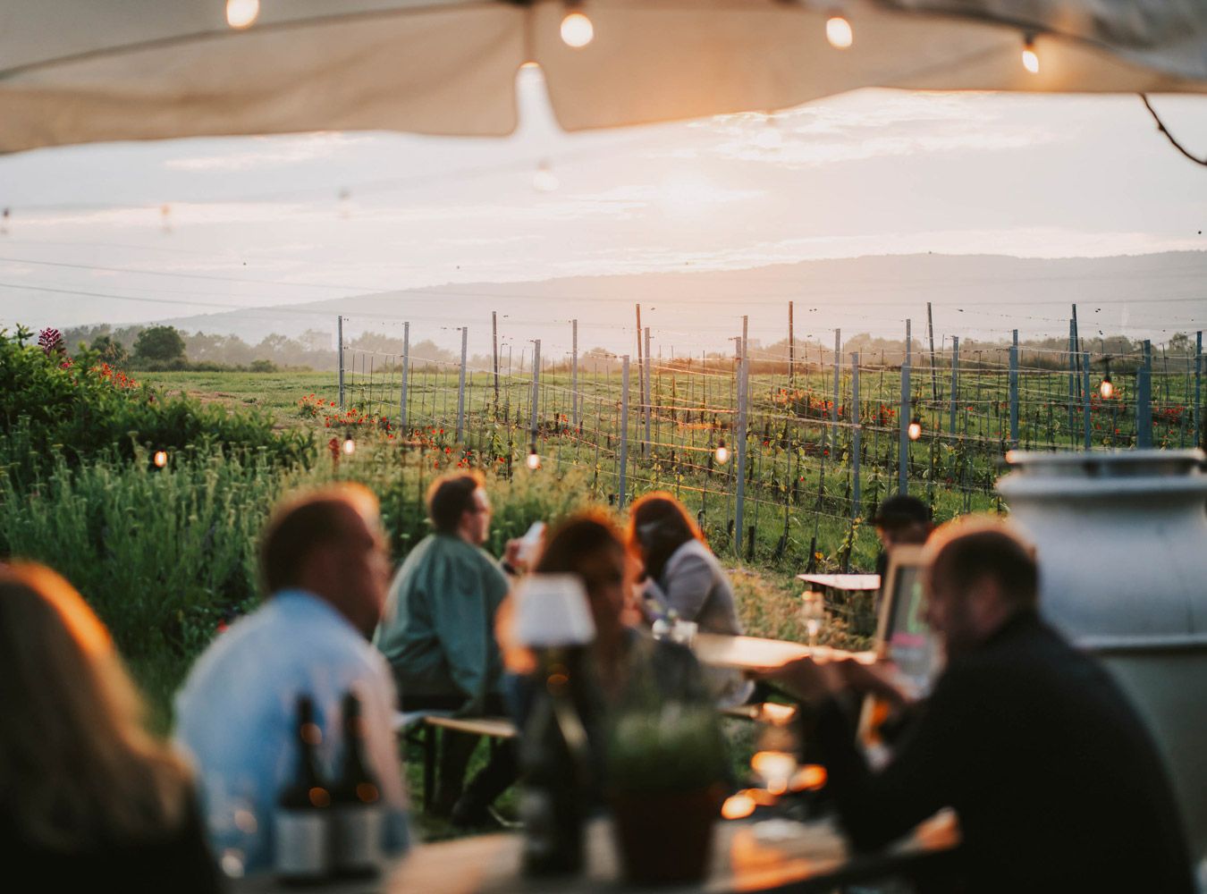 Event am Weingut Esterházy