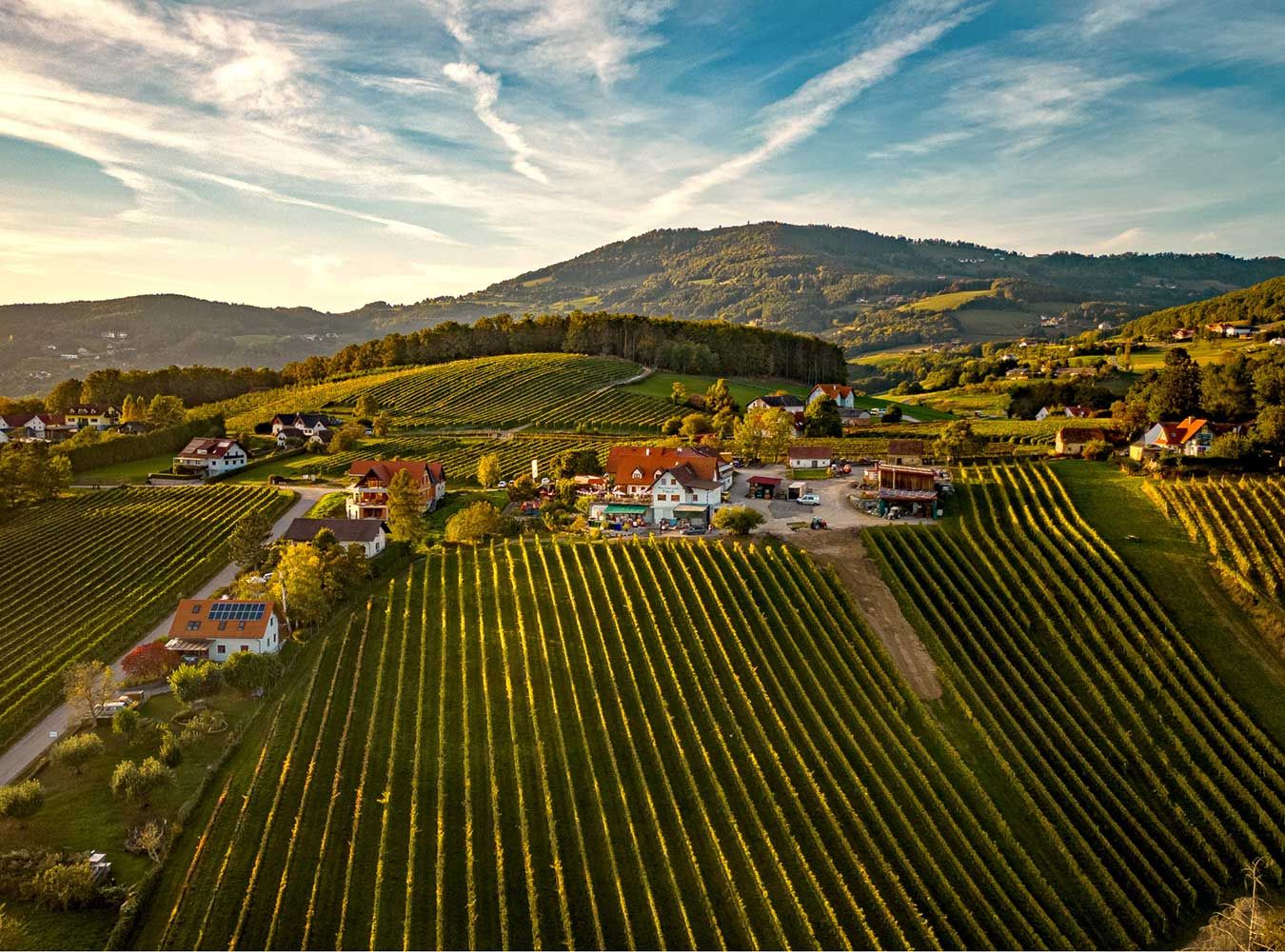 © Posch Weine Weingut Posch, Ried Hollerberg