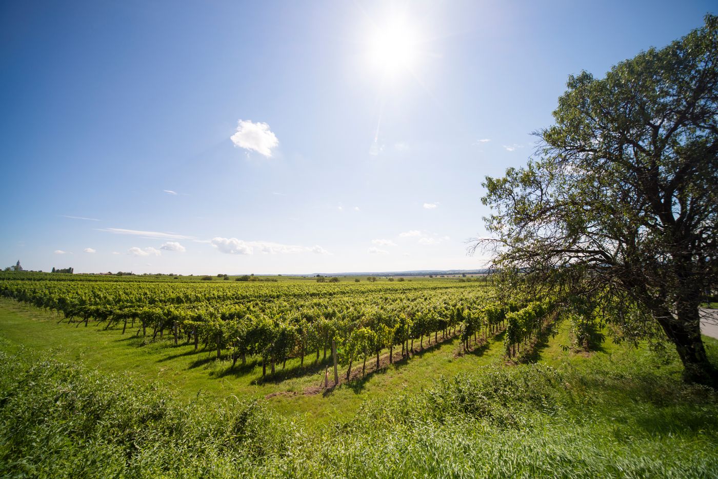 Paul Szimák / Weingut Wagentristl null
