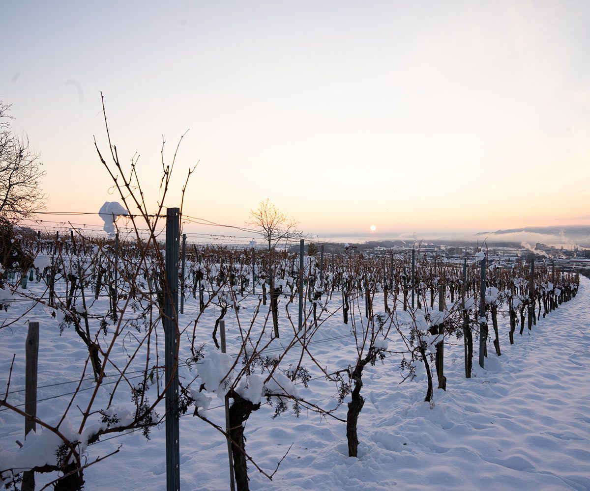 Weingarten von Franz Türk bei der Eisweinlese