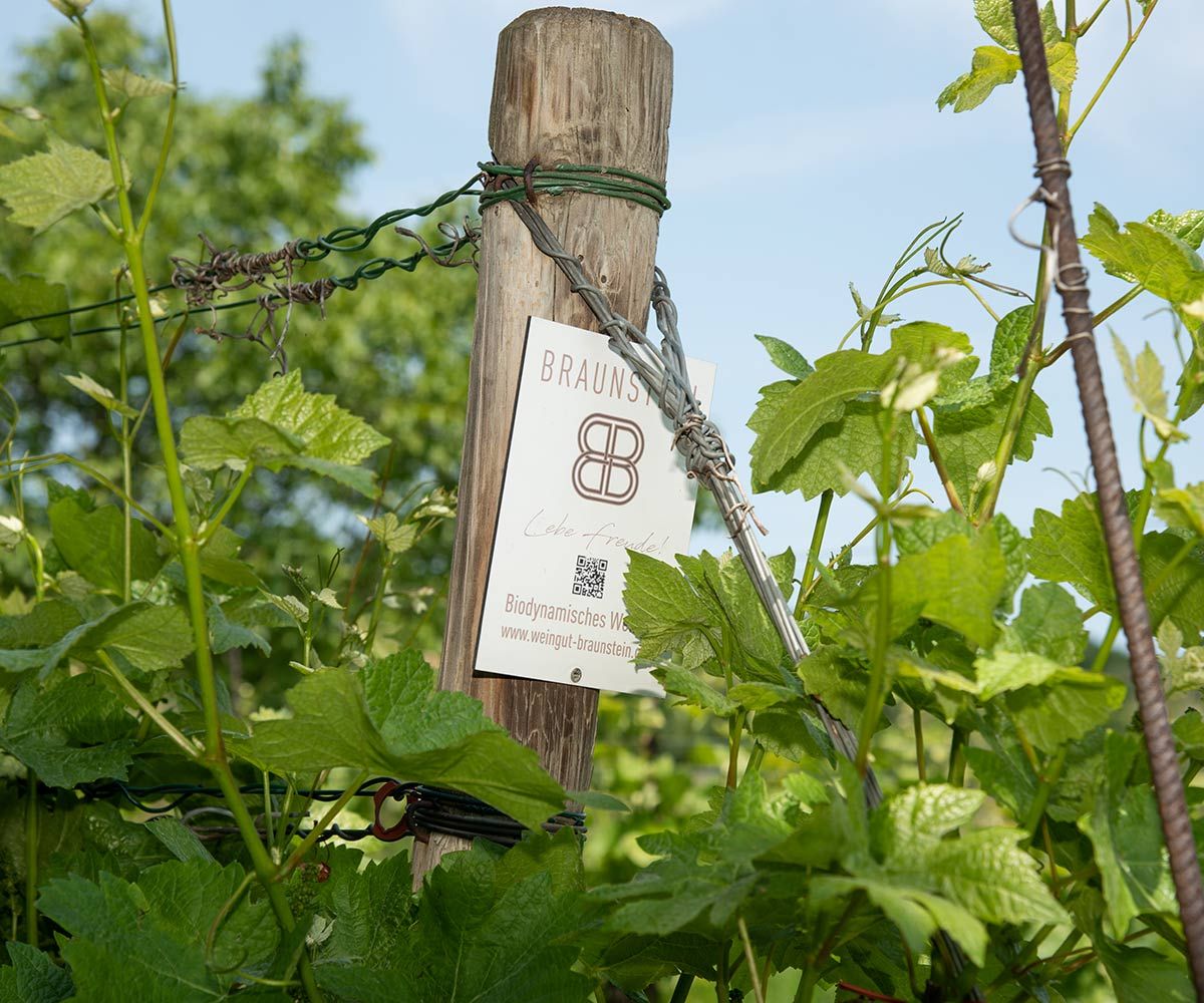 Weingut Birgit Braunstein