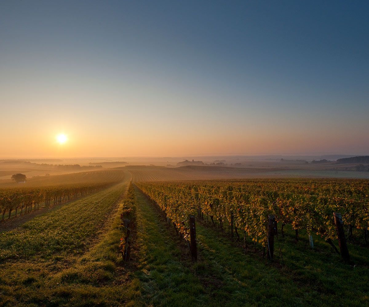 Weingut Tesch