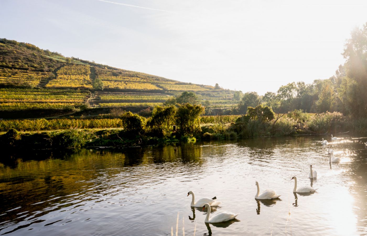 Weingut Jurtschitsch null