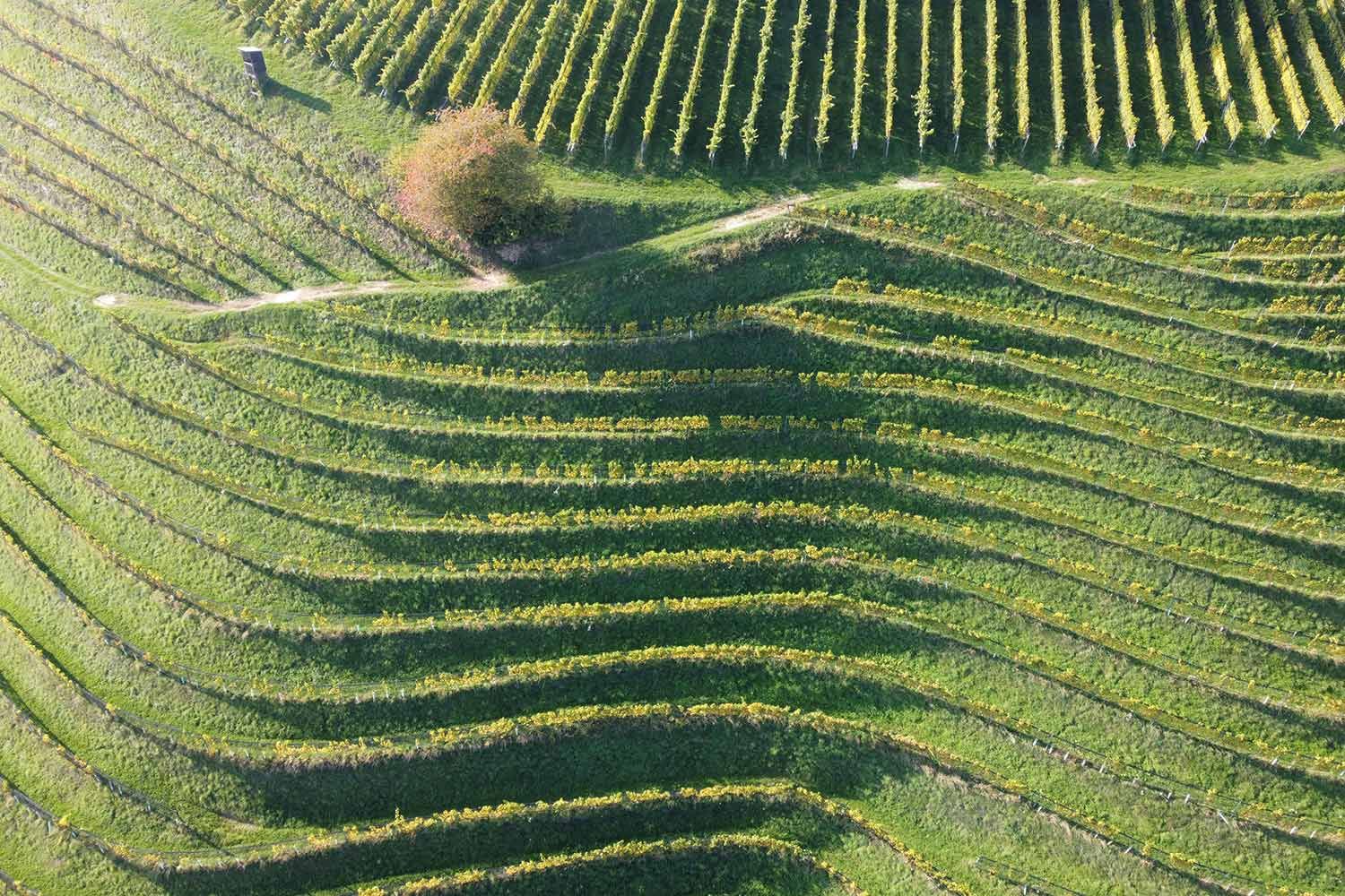 Steiermark Tourismus / Guenther Steininger Die steilsten Weingärten gibt es in Kitzeck
