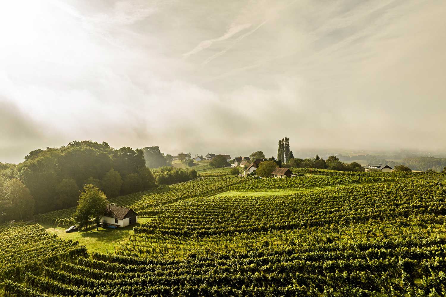 Bernhard Bergmann Weingut Kobatl