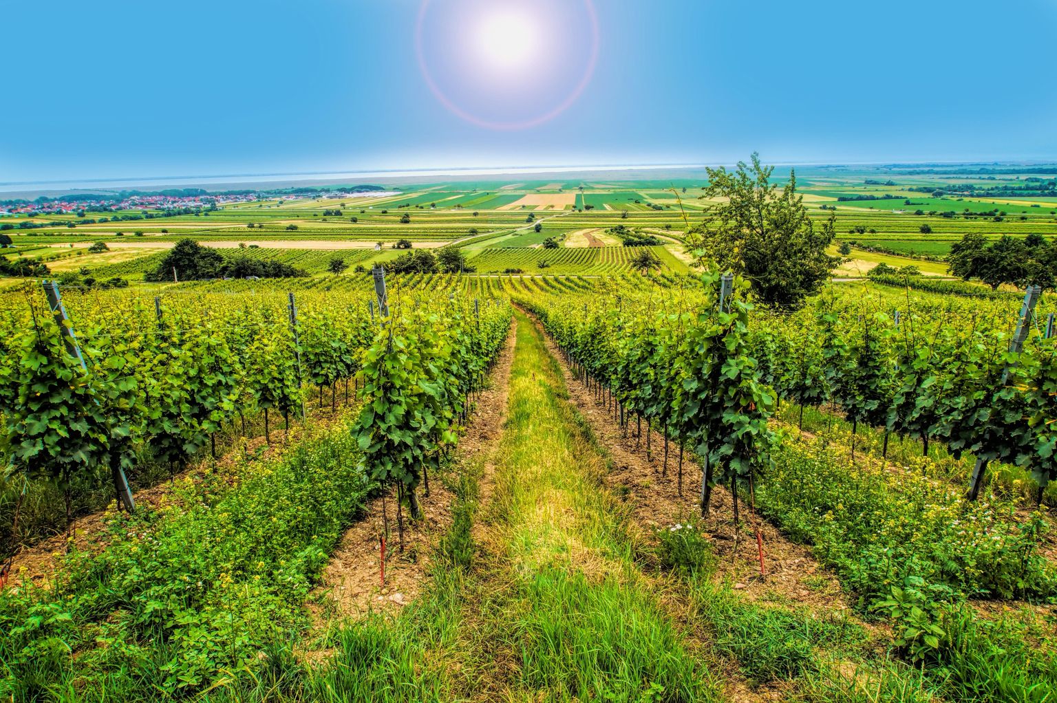 Weingut Toni Hartl null