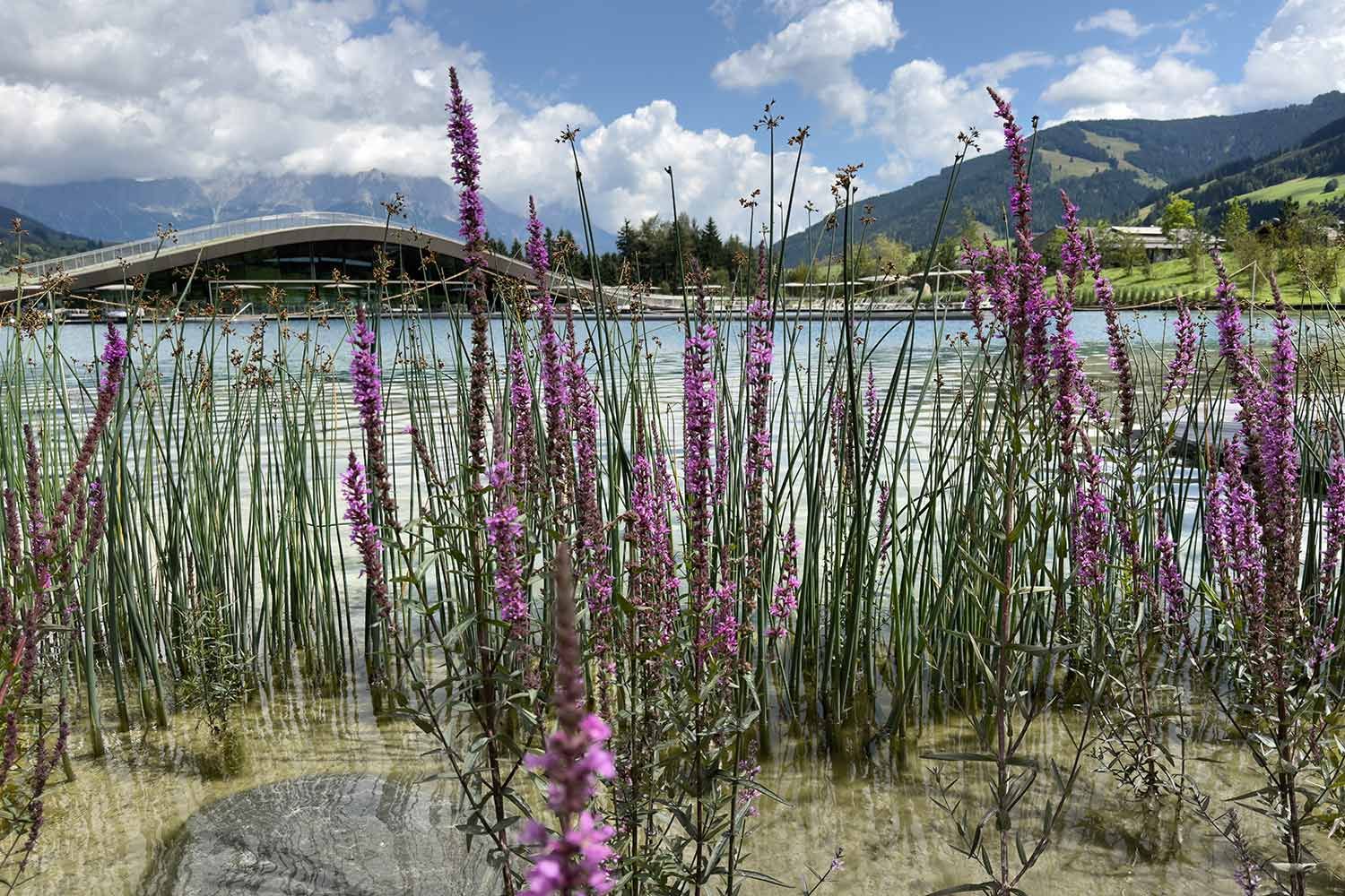 Begrünung rund um den See