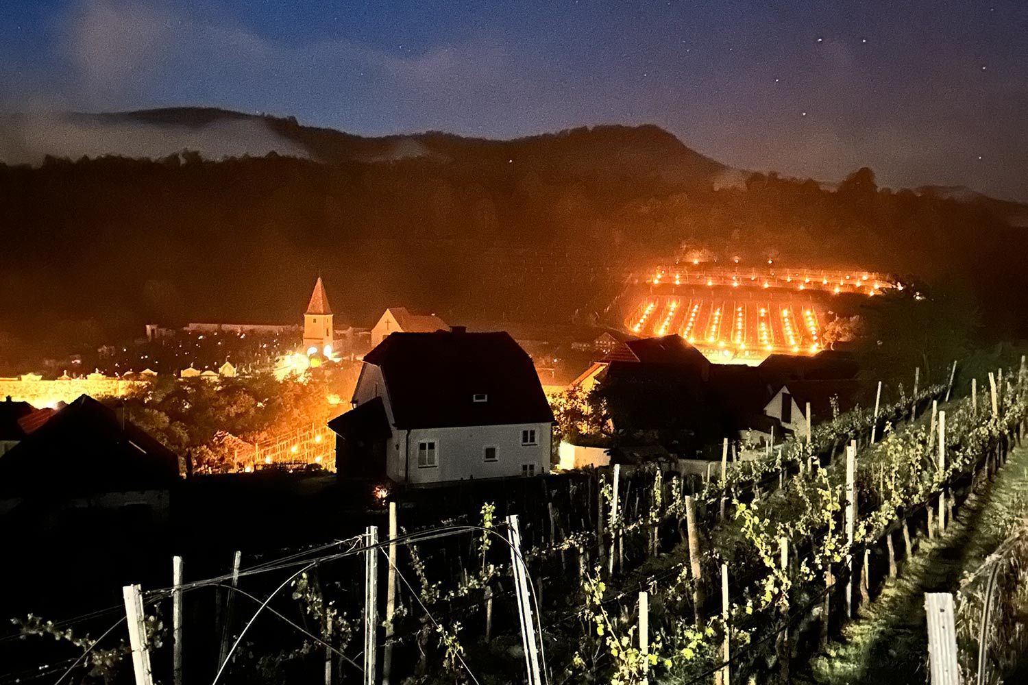 Tausende Frostkerzen in den Weingärten