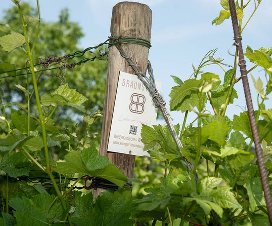 Weingut Birgit Braunstein