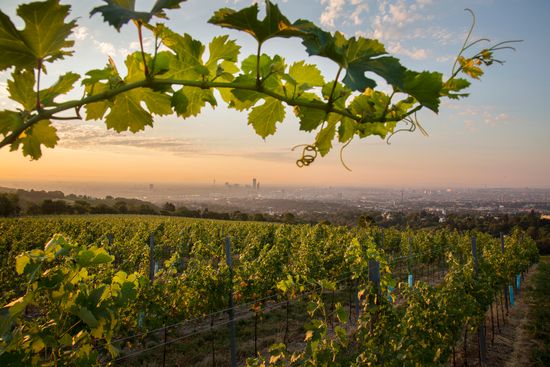 Weingut Wien Cobenzl