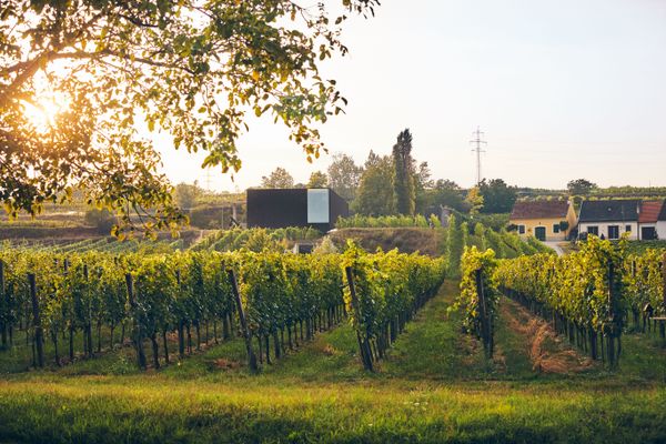 Andreas Hofer Weingut Loimer