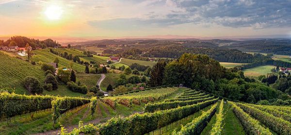 Weingärten bei Kothvogel, Weststeiermark