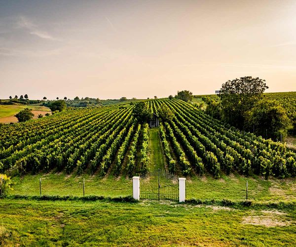 Der Stockkultur Weingarten