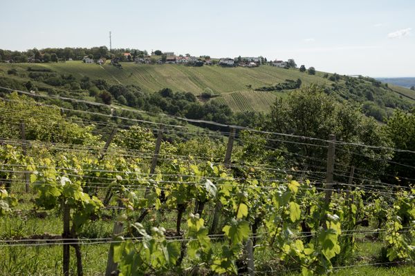 Groszer Wein