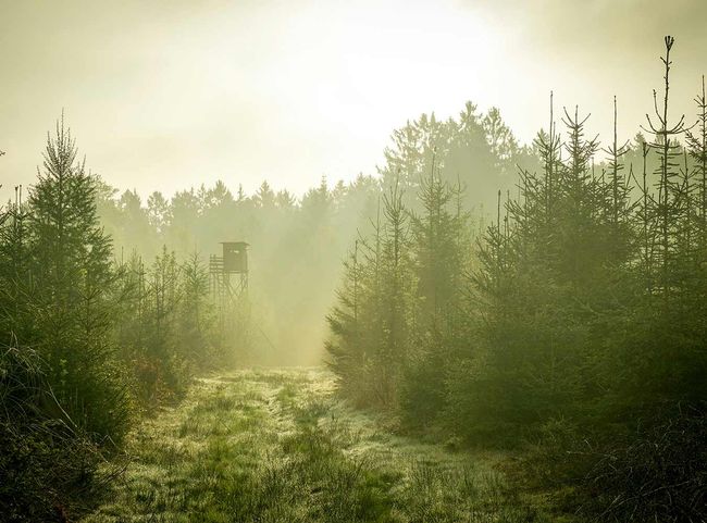 @Janez Fabijan/Unsplash Wildfestival