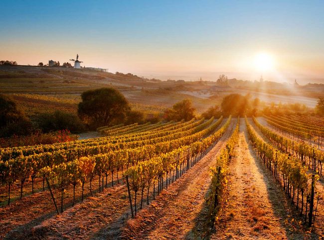 © RWK Weinviertel / Herbst Herbstliches Weinviertel
