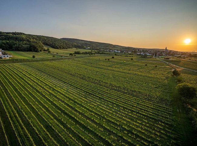 Weingärten der Familie Kollwentz