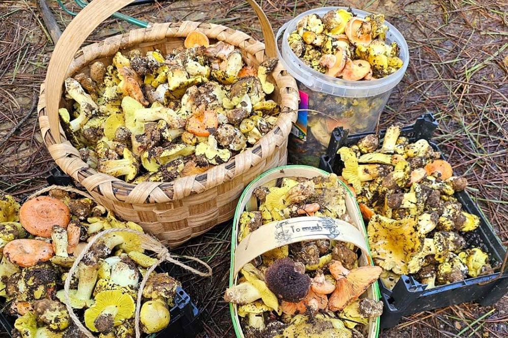 Die Wälder von Castilla y León sind im Winter voller wohlschmeckender Pilze.