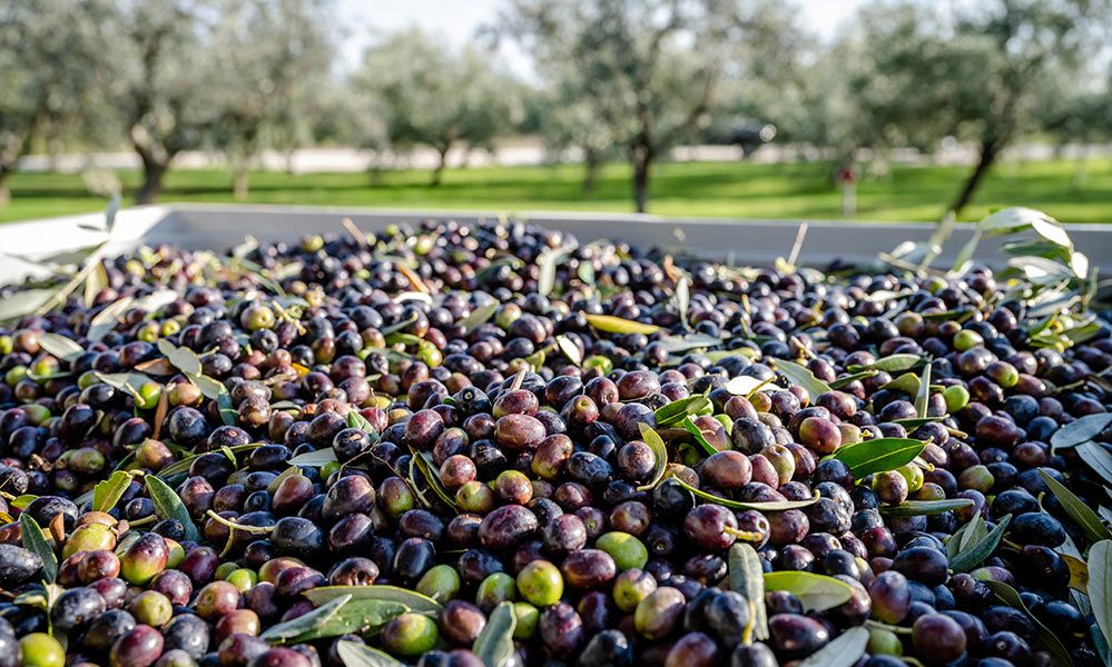 Der richtige Erntezeitpunkt ist wichtig: wenn der Farbwechsel einsetzt, bekommt man besonders aromatische Öle.