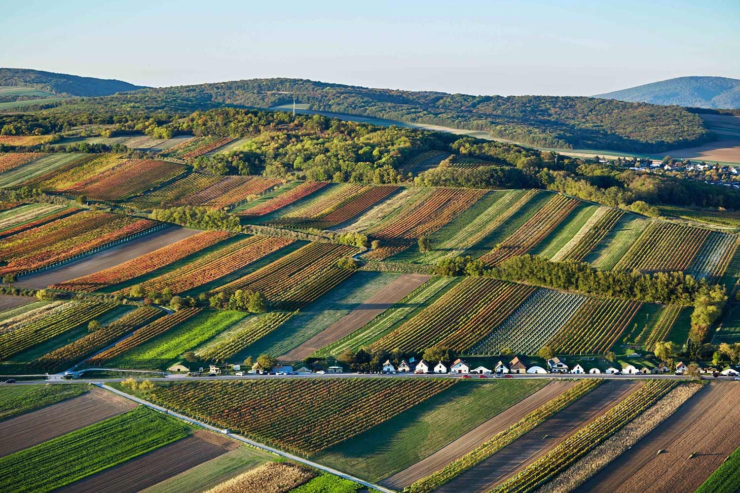 Spitzerberg im Weinbaugebiet Carnuntum